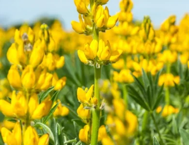 Łubin zółty Baryt PHR