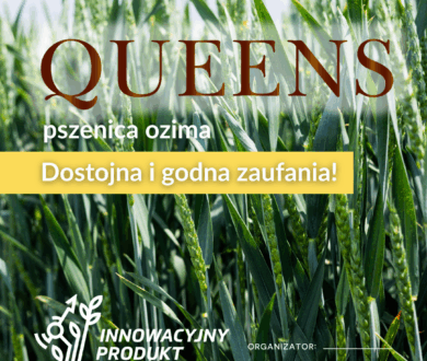 👑 Pszenica ozima QUEENS PHR – królowa plonów wśród nominowanych do tytułu Innowacyjnego Produktu Rolniczego 2025! 🌾