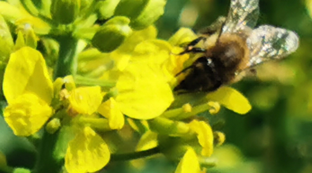 Gorczyca Gracja PHR